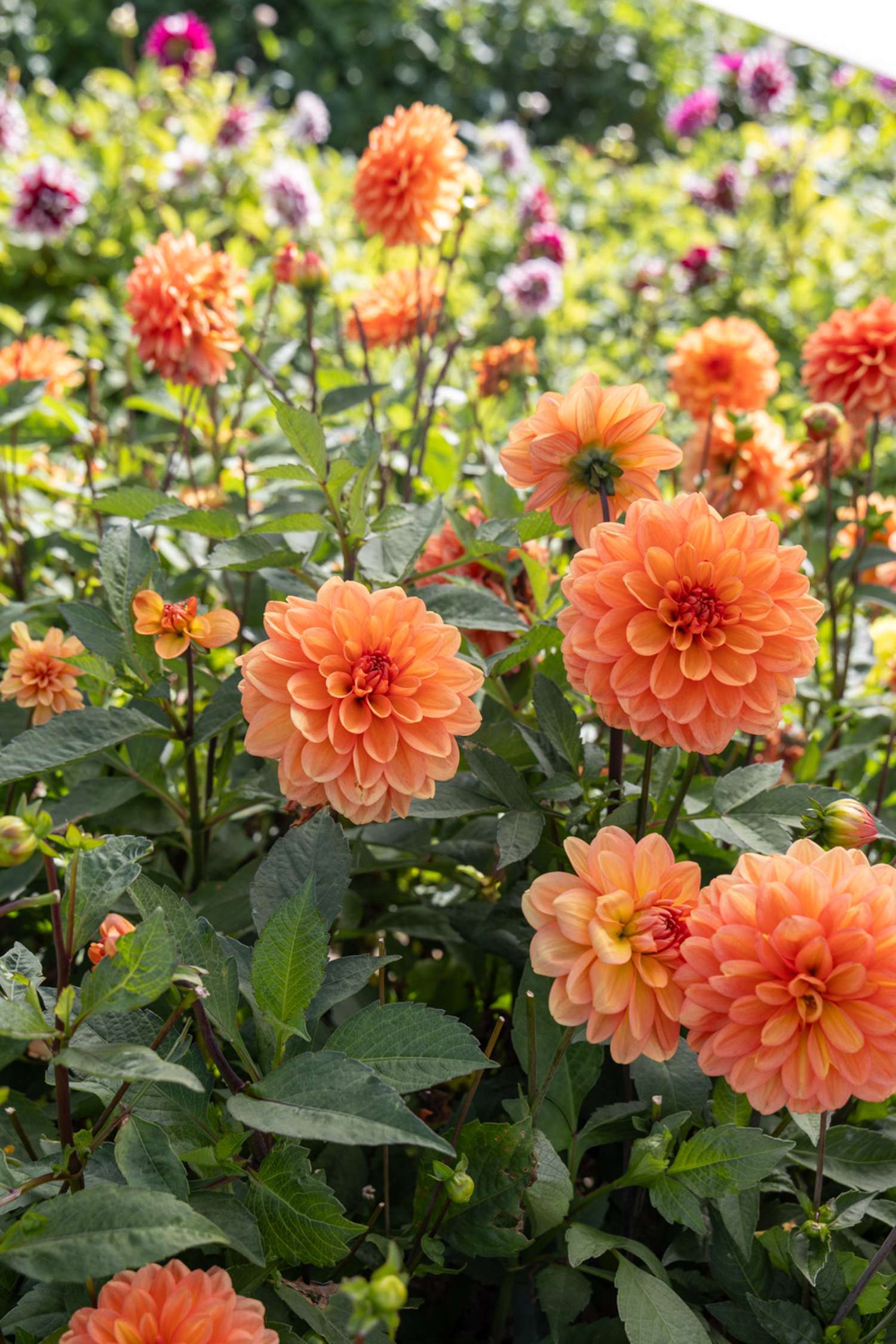 Dahlie ‘Go Go Peach’ - Dahlia